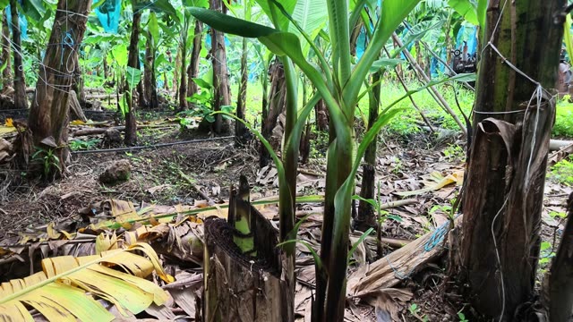 Young Banana Shoot Among Cut Stumps