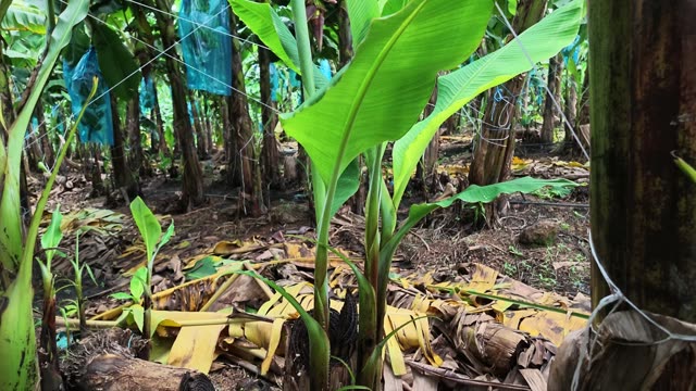 Young Banana Shoots Among Dry Leaves