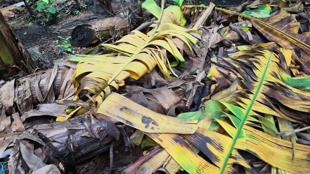 Dried Banana Leaves On Ground