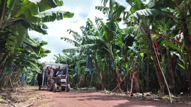 Tractor Carrying Workers Down Road