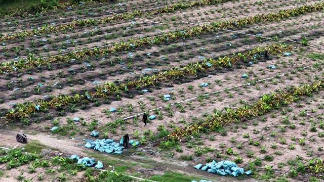 Workers Tending Young Banana Field