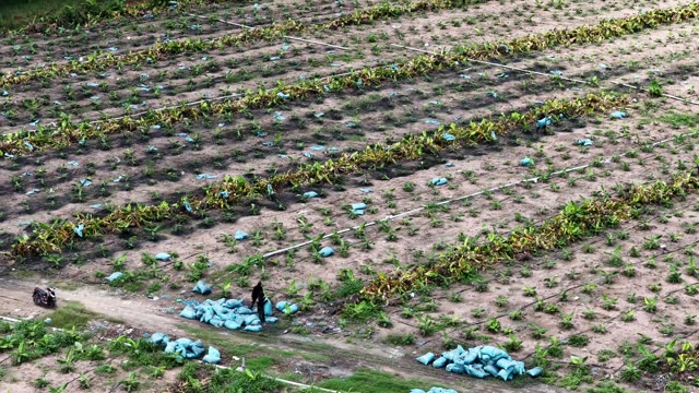 Farmer Beside Fertilizer Bag Pile