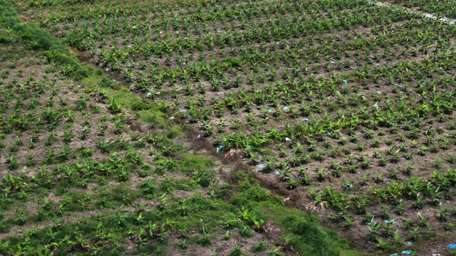 Grid Rows Of Young Banana