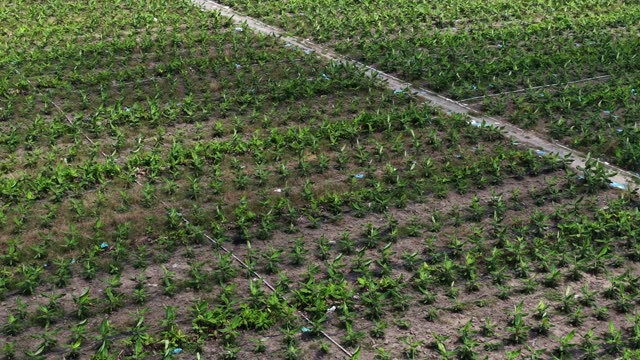 Dense Banana Plantation Irrigation Path