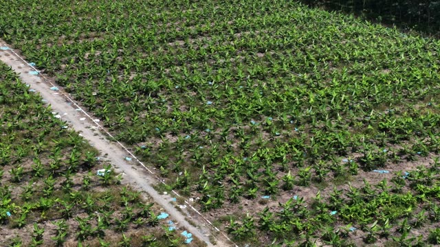 Banana Field With Dirt Track