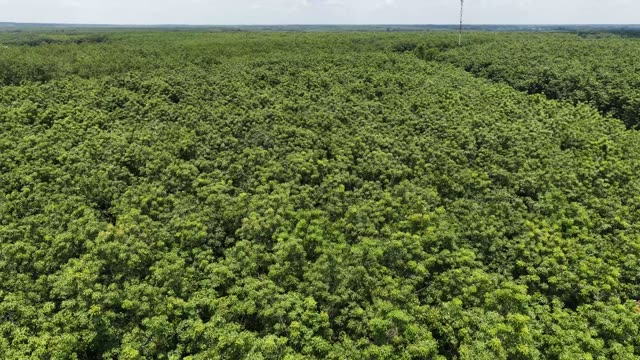 Lush Green Forest Canopy Aerial
