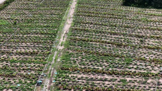 Wide Banana Field With Path