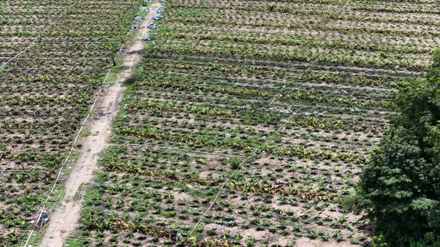 Banana Rows And Diagonal Track