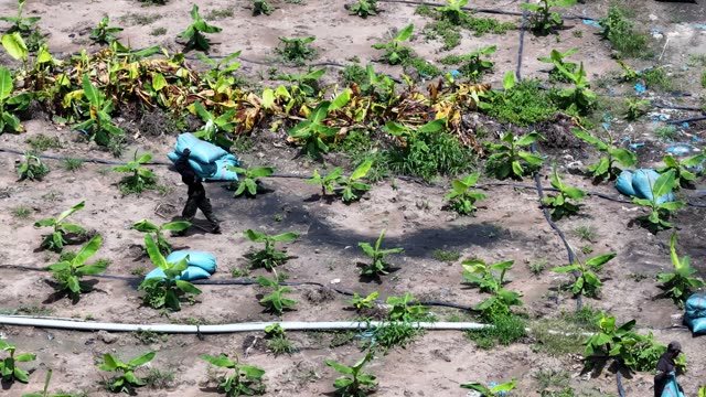 Worker Carrying Fertilizer Sack