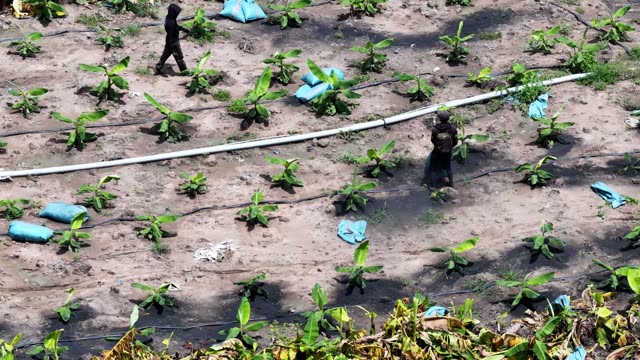 Farmers Working Dusty Banana Field