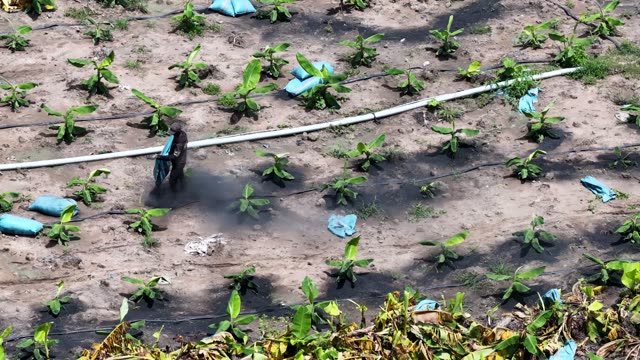 Farmer Raising Dust In Field