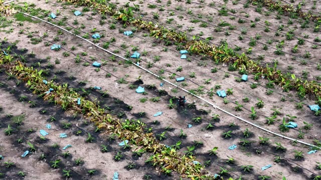 Freshly Planted Banana Sprout Rows