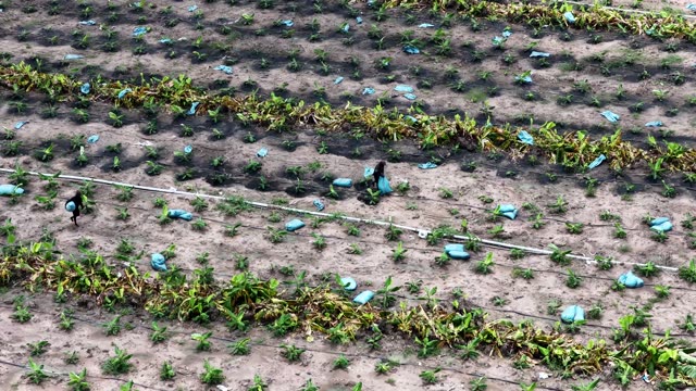 Workers In New Banana Planting