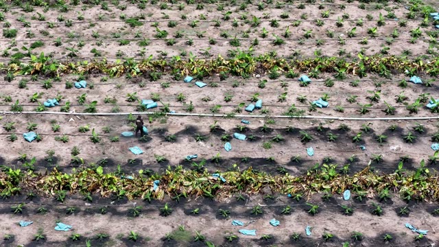 Aerial Banana Plantation Rows