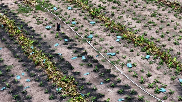 Worker Tending Young Banana Field