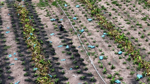 Overhead View Of Crop Rows