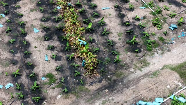 Banana Seedlings From Above
