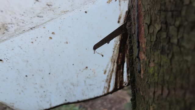 Rubber Tree Tapping Cups In Rows