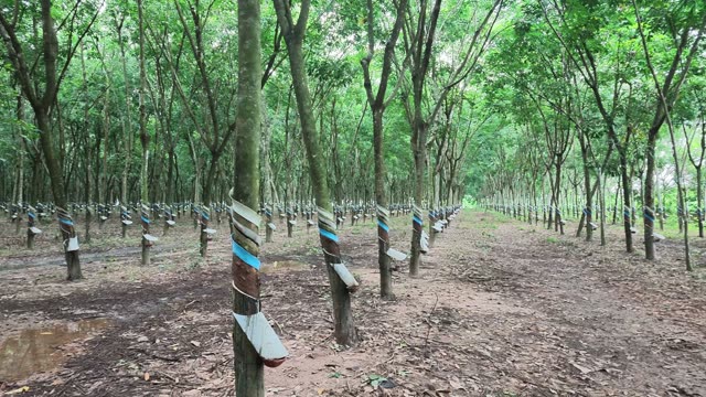 Rubber Tree Tap With Dripping Sap