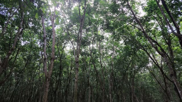 Rubber Tree Cup Collecting Latex