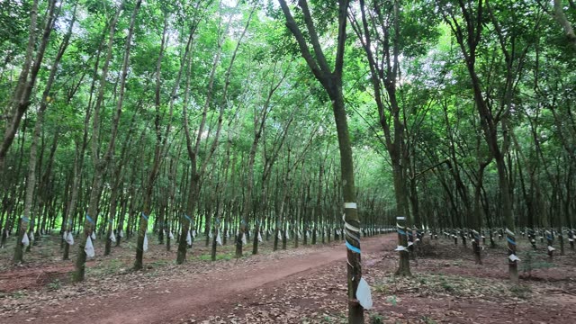 Rows Of Tapped Rubber Trees