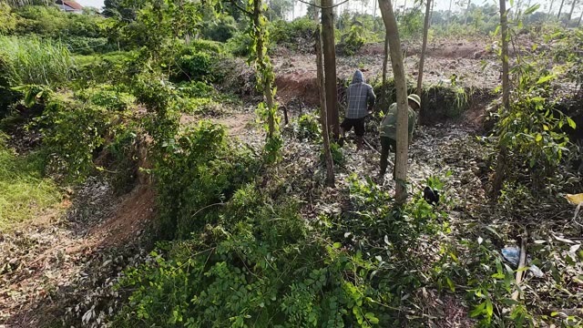 Workers Clearing Young Plantation