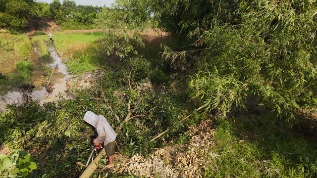 Cutting A Felled Tree