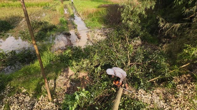 Sawing Timber By The Paddy
