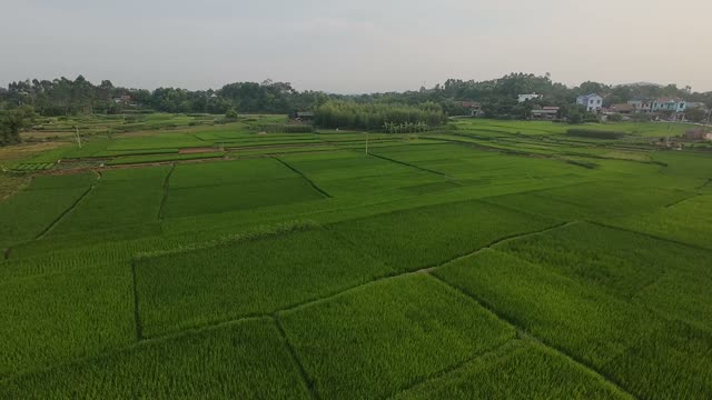 Aerial Over Green Rice Fields