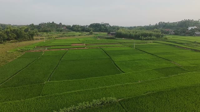 Rice Paddies And Village