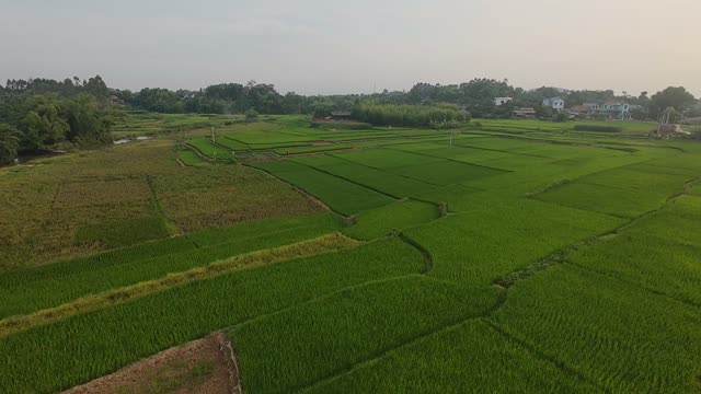 Golden Hour Over Rice Fields