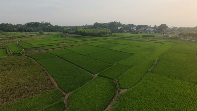 Patchwork Paddies At Dusk