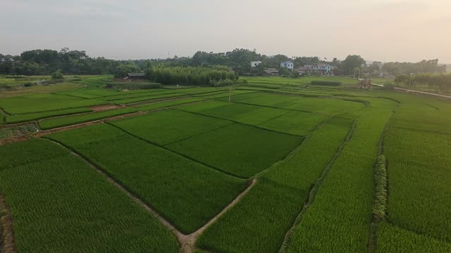 Village Amid Green Paddies