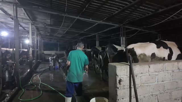 Cleaning Dairy Barn At Dawn