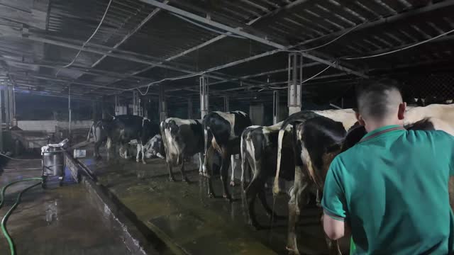 Worker In Dairy Milking Barn