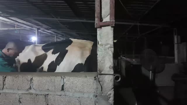 Washing A Dairy Cow