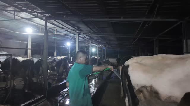 Hosing Down Dairy Cows