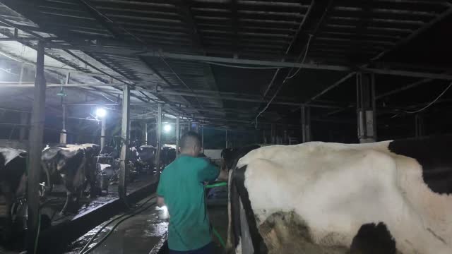 Cleaning Cows In The Barn