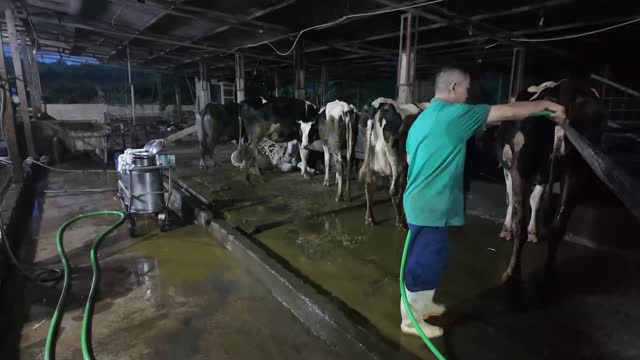 Washing Dairy Cattle With Hose