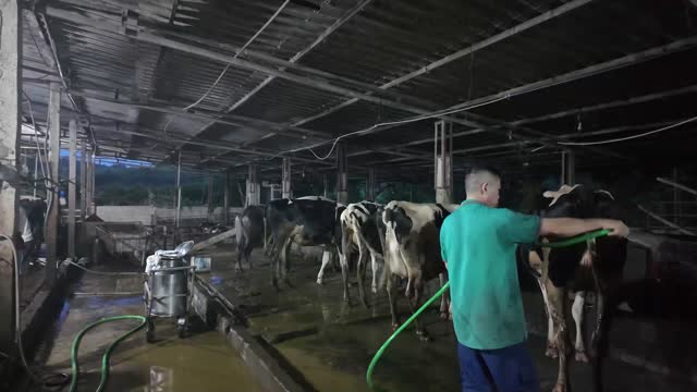 Spraying Water In Dairy Barn