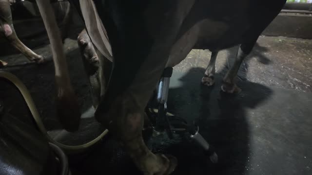 Milking Machine On Cow Udder