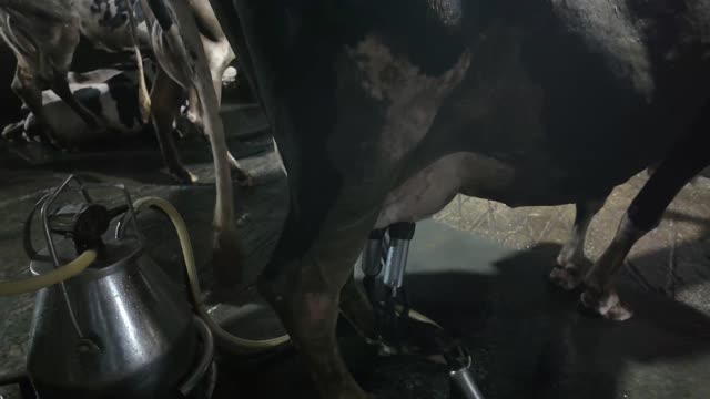 Dairy Cow Milking Cluster