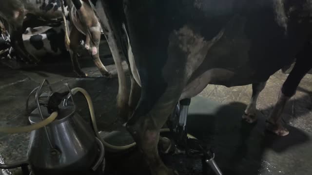 Automatic Cow Milking Close Up