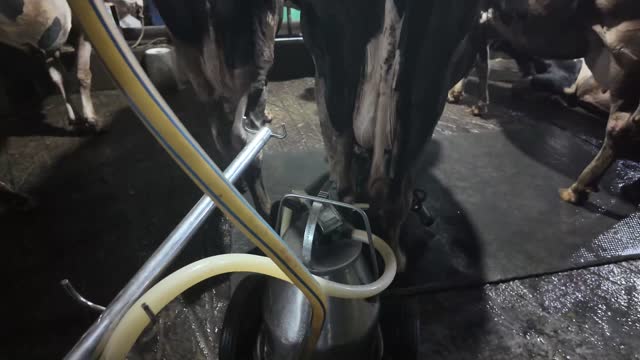 Milking Cluster And Milk Can