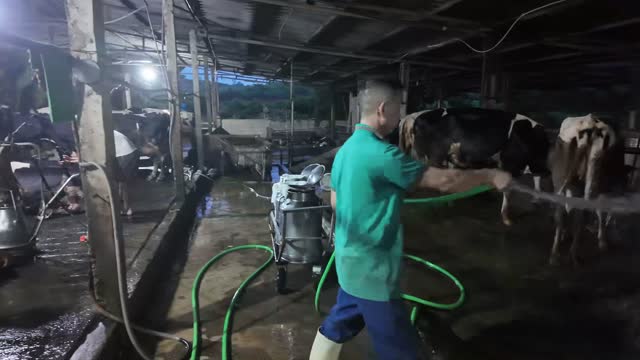 Worker Washing Dairy Cows