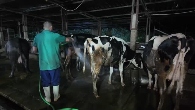Spraying Down Dairy Cattle