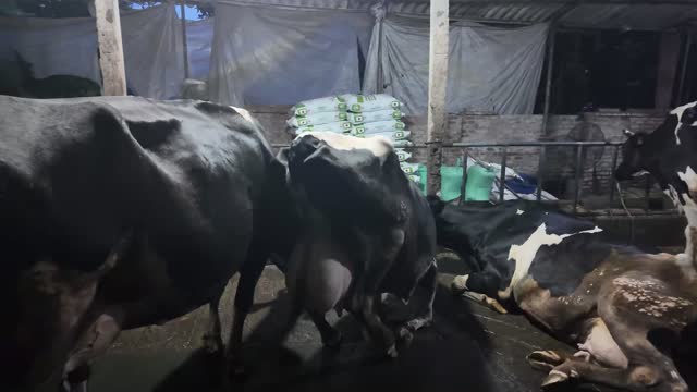 Dairy Cows Resting In Barn