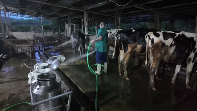 Worker Hosing Dairy Cows