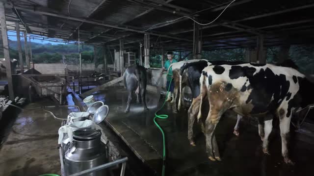 Barn Cow Cleaning Routine