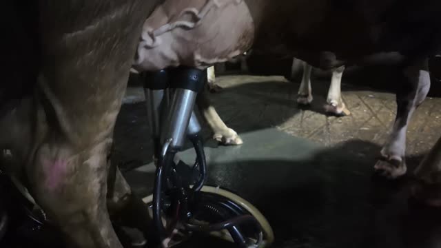 Milking Machine Under Udder